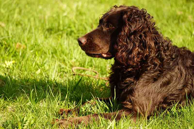 Hunde mit Locken: Deutscher Wachtelhund