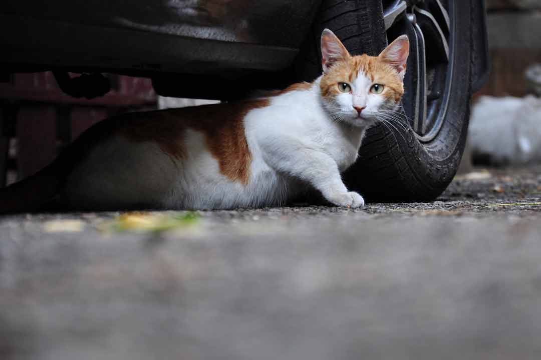 Entlaufene Katze unter einem Auto
