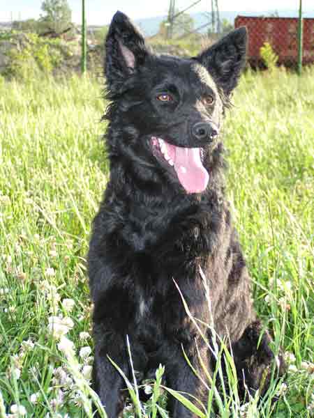 Hrwatski Ovcar: kroatischer Schäferhund