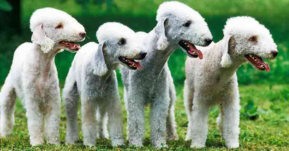 Hunde mit Locken Die 24 drolligsten Rassen (mit Bildern!) •