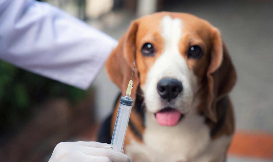 Impfungen beim Hund: Kosten, Wirkung, Häufigkeit