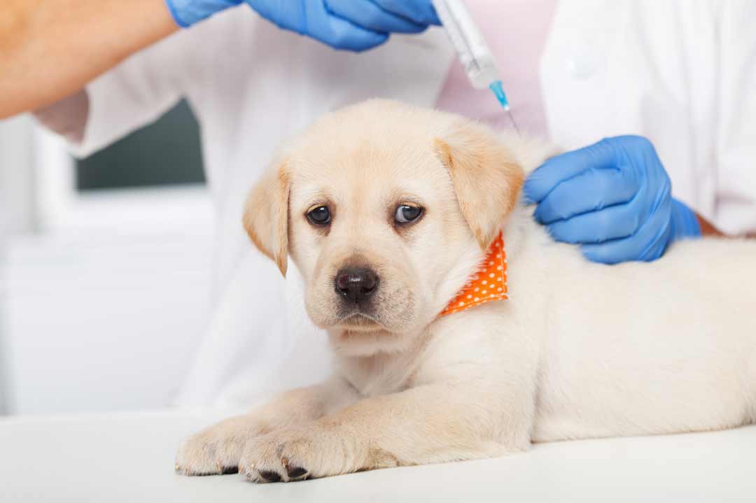 Impfungen Hund