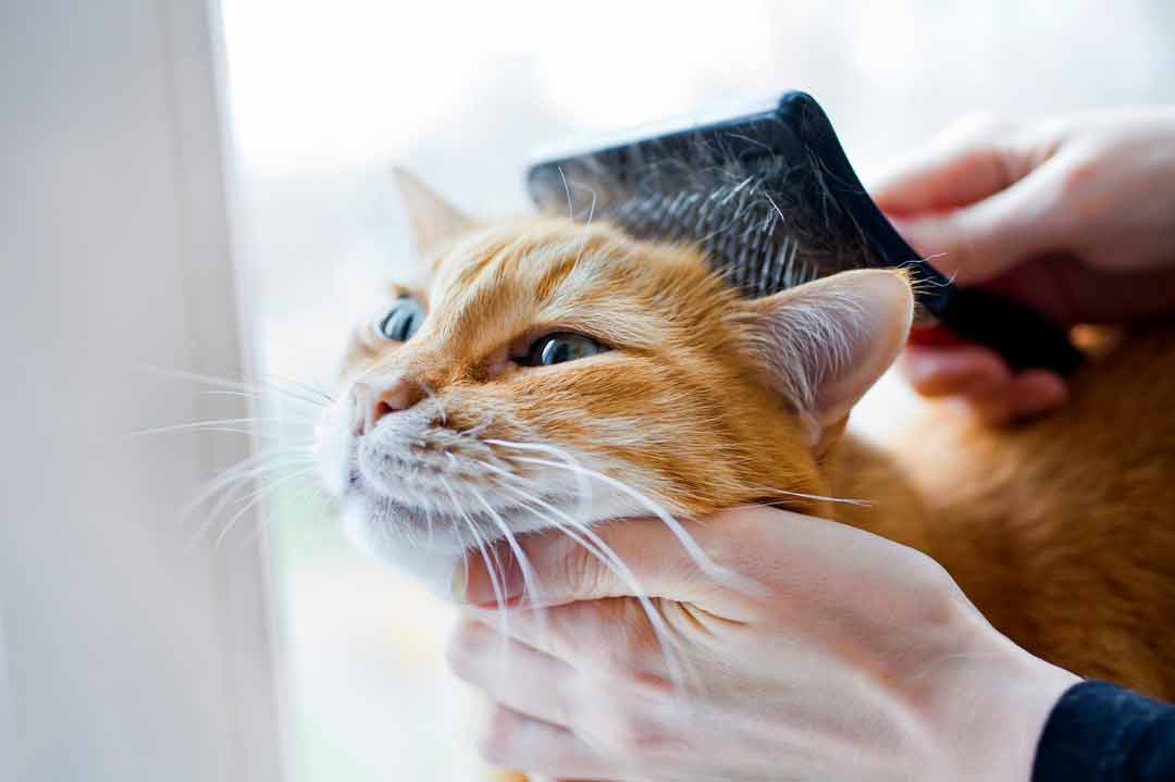 Katze hat Schuppen