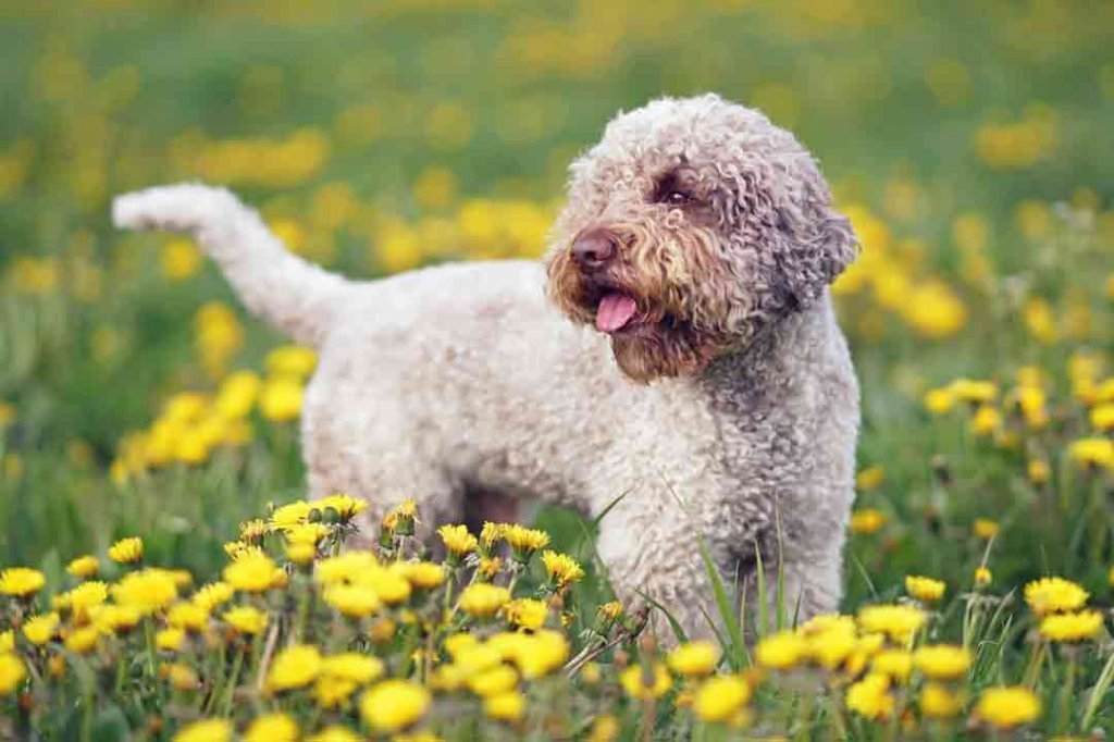 Hunde mit Locken Die 24 drolligsten Rassen (mit Bildern!) •