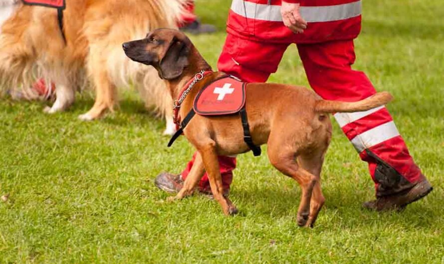 Mantrailing: Hundesport (nicht nur) für Supernasen