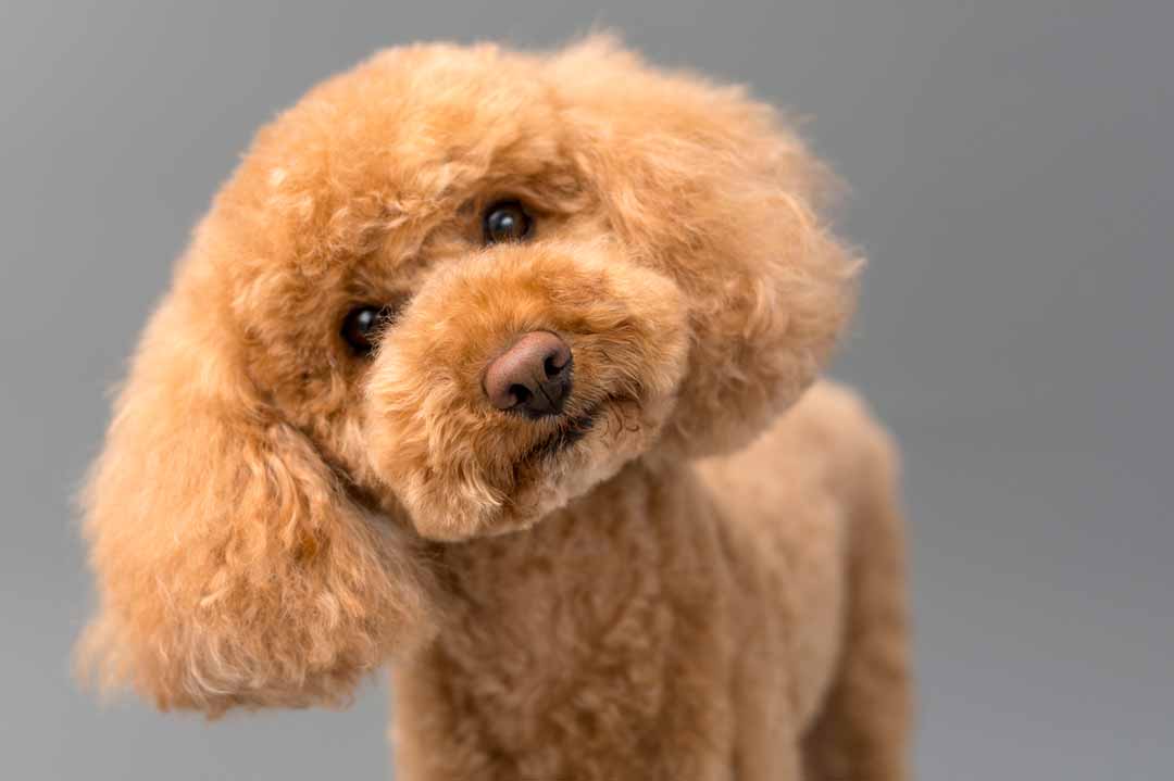 Hunde mit Locken Die 24 drolligsten Rassen (mit Bildern!) •