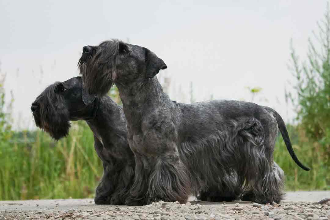 Tschechischer Terrier (Cesky Terrier)