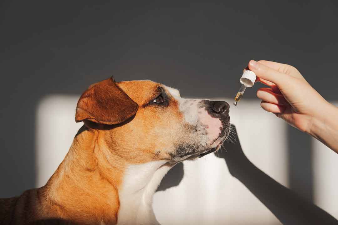 CBD-Öl Hunde