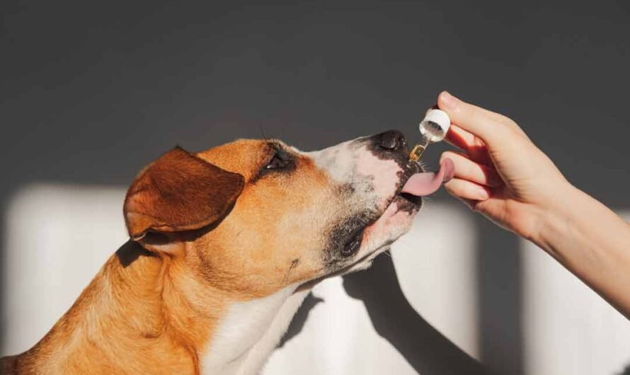 CBD-Öl für Hunde: Wirkung und Dosierung