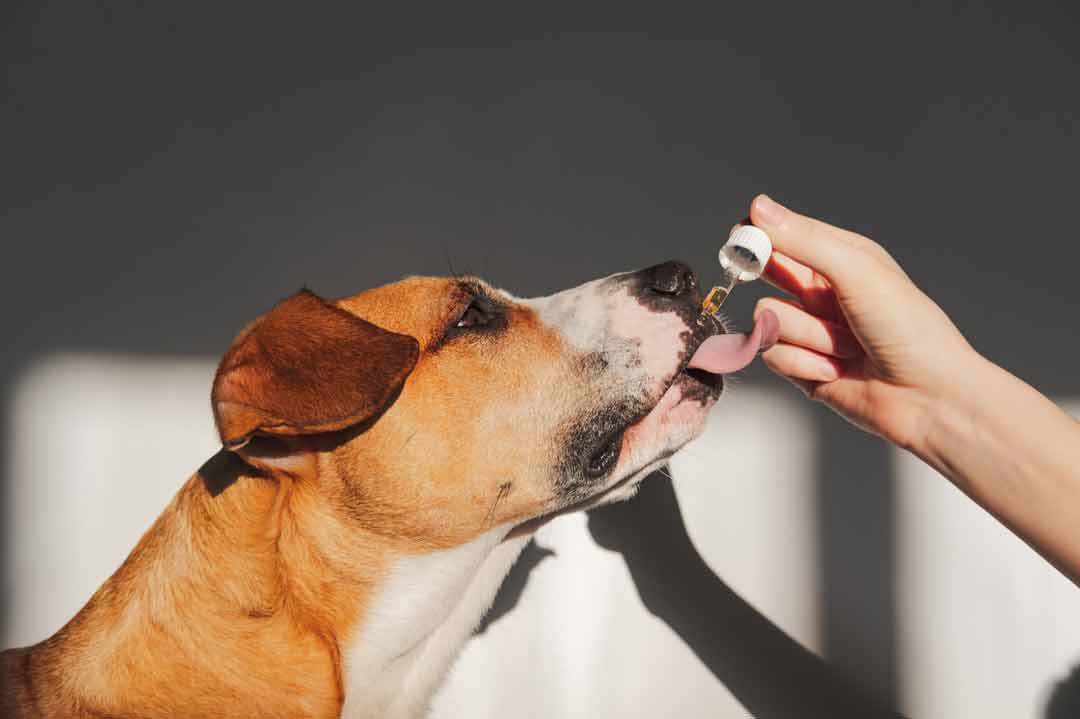 CBD-Öl für Hunde