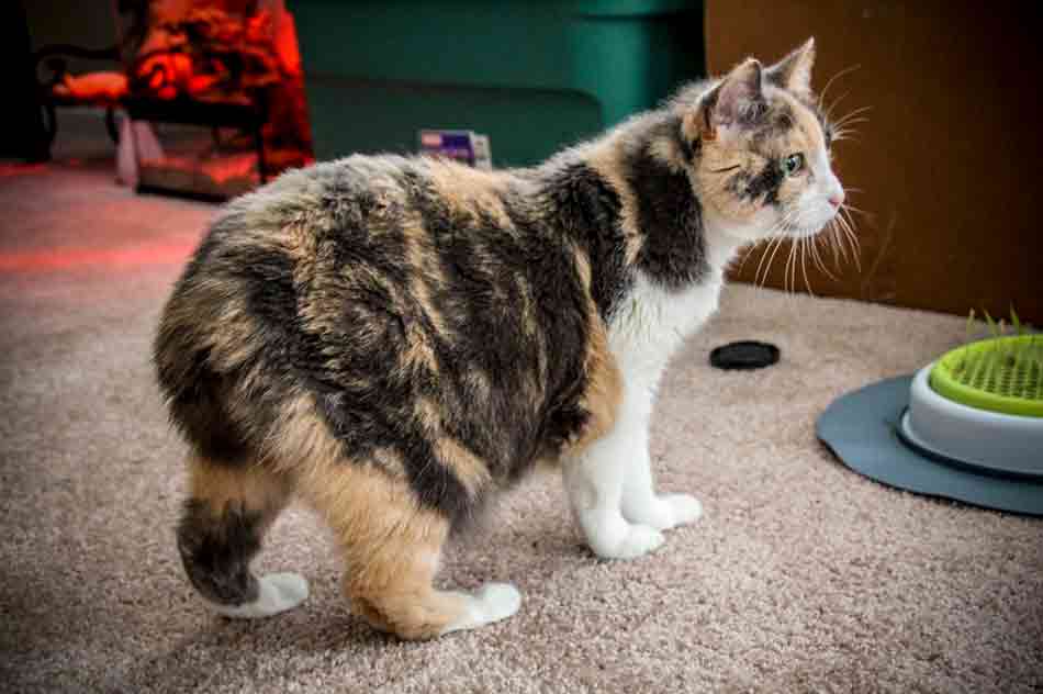 Anurie bzw. Schwanzlosigkeit bei einer Manx-Katze