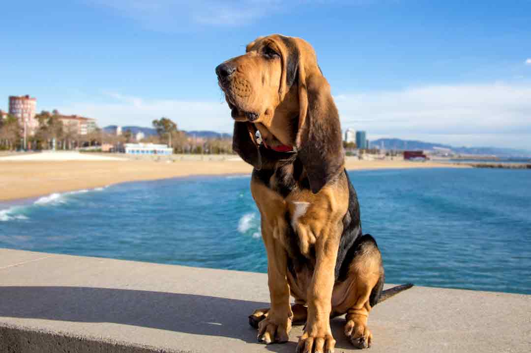 Ein Bloodhound denkt über das Sabbern nach