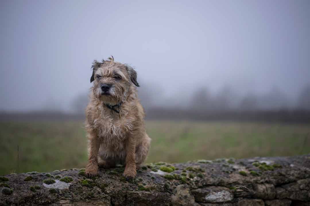 Ein Border Terrier im Nebel