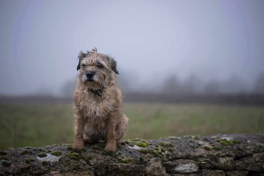Ein Border Terrier im Nebel