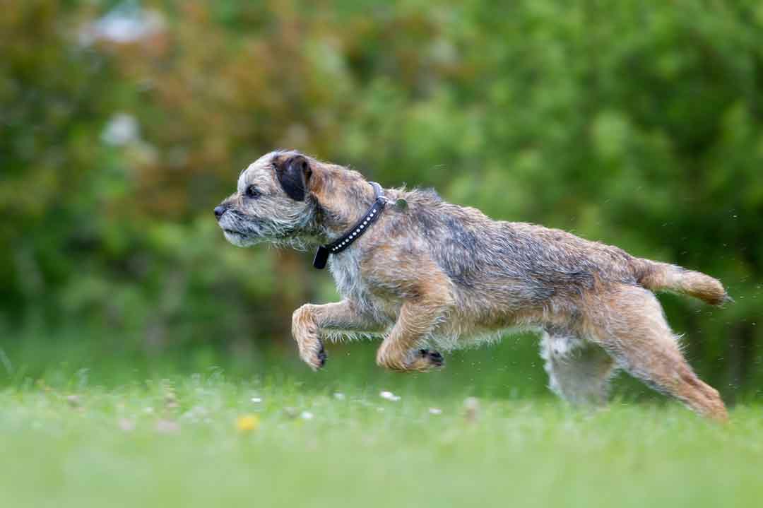Steckbrief: Border Terrier