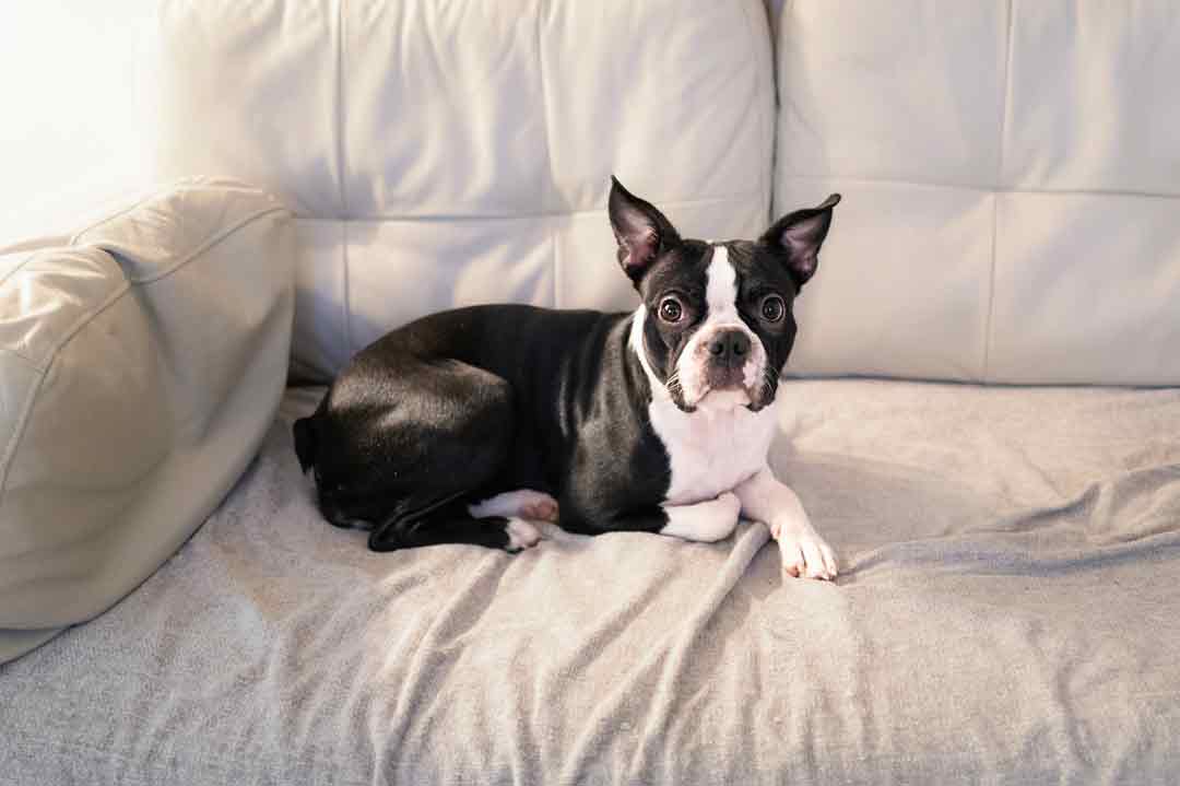 Ein Boston Terrier auf einer Couch