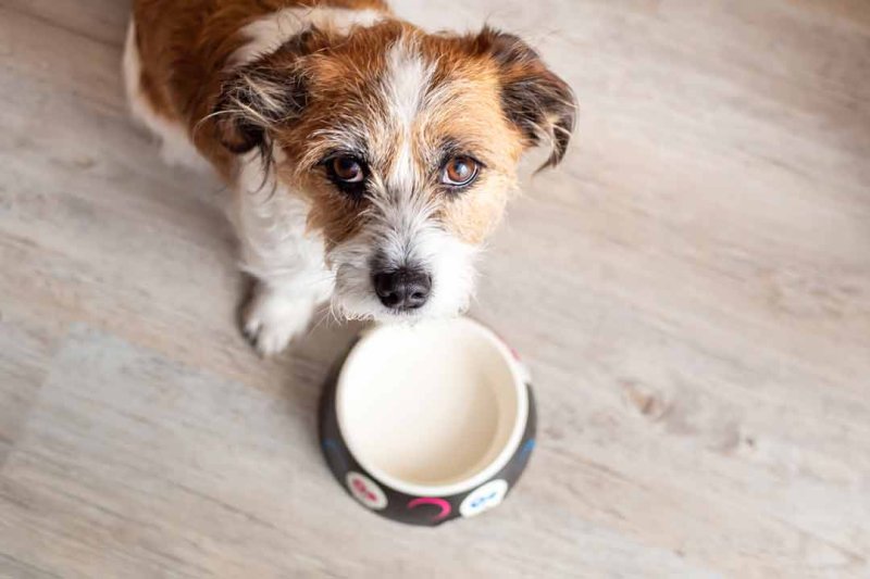 Der Hund frisst nicht! Was tun? Gründe und Tipps • Aus Liebe zum Haustier
