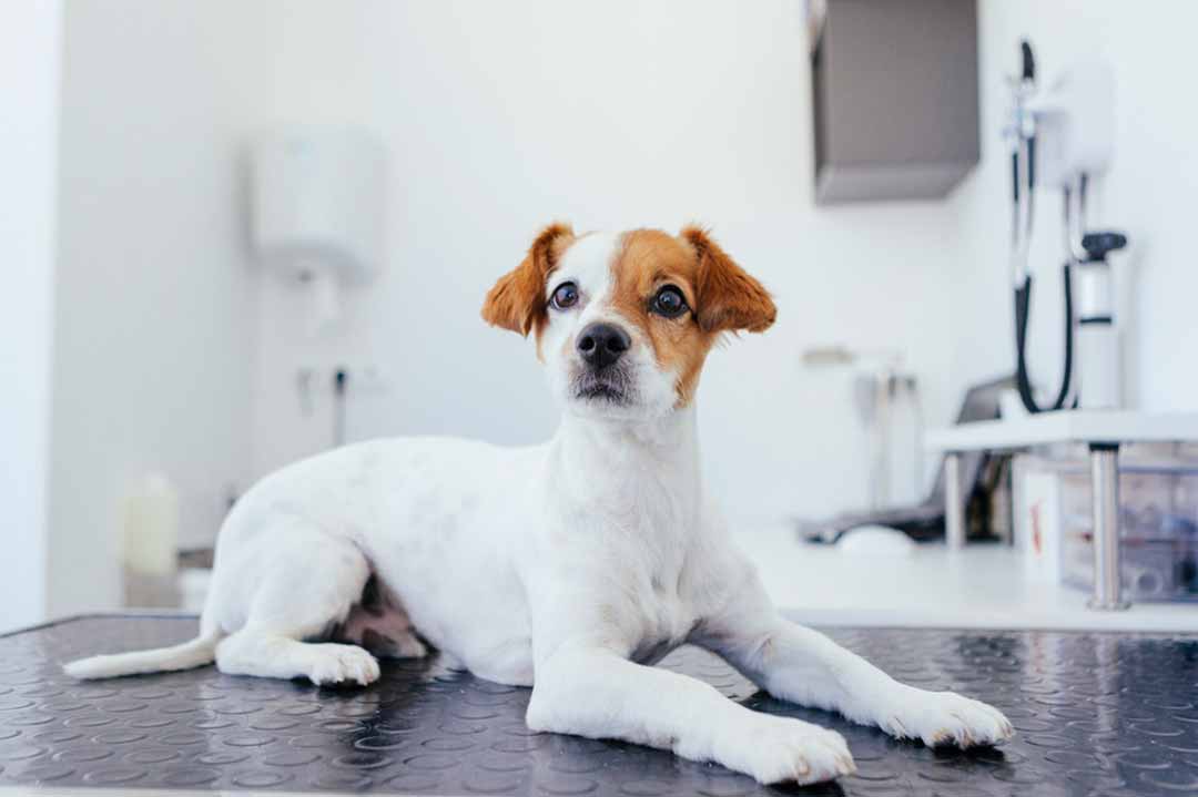 Ein Jack Russell Terrier wartet beim Tierarzt