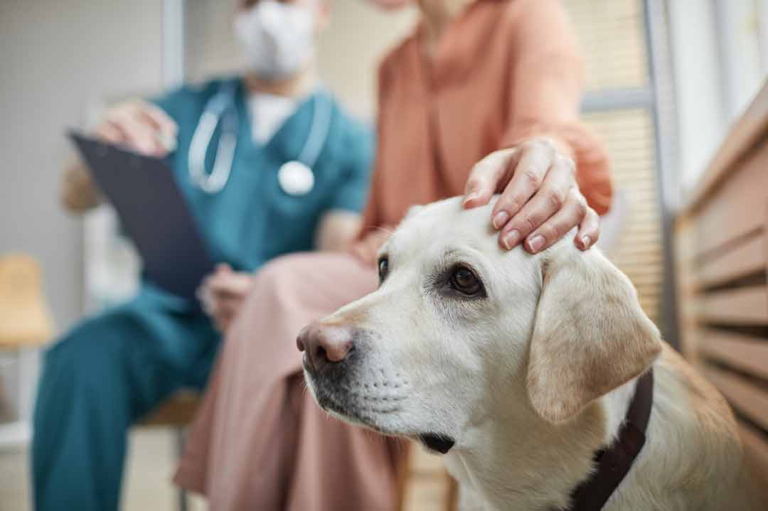 Hundeversicherung einfach erklärt