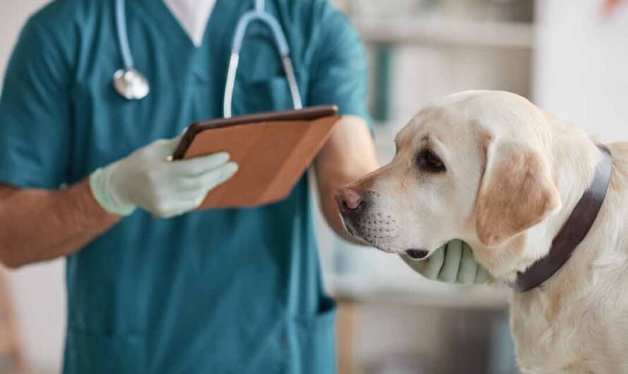 Vorsicht ist besser als Nachsicht: die Hundekrankenversicherung erklärt