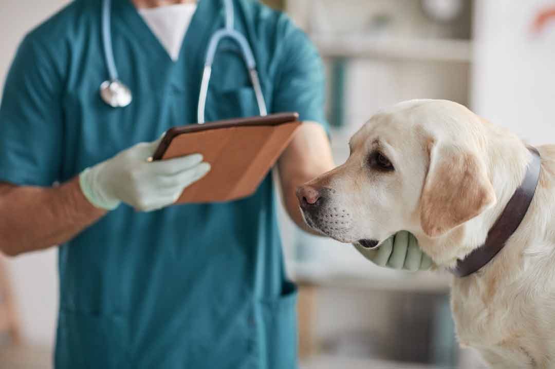 Hundeversicherung erklärt