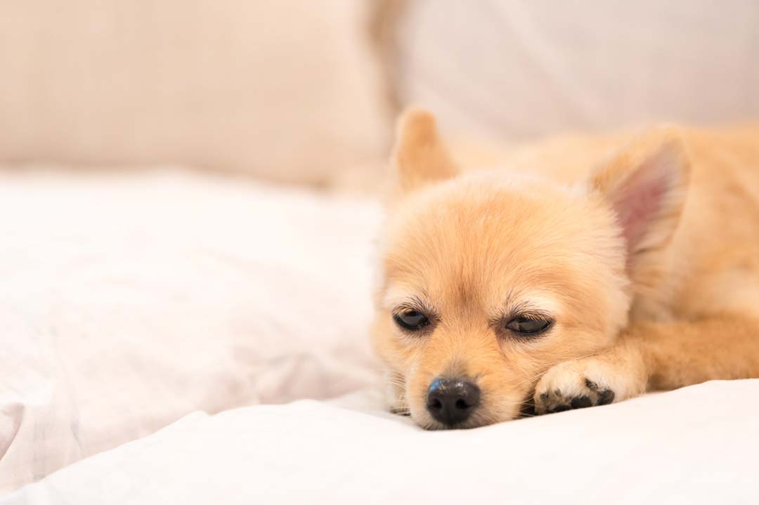 Der Hund hustet: Ursachen, Symptome, Therapie