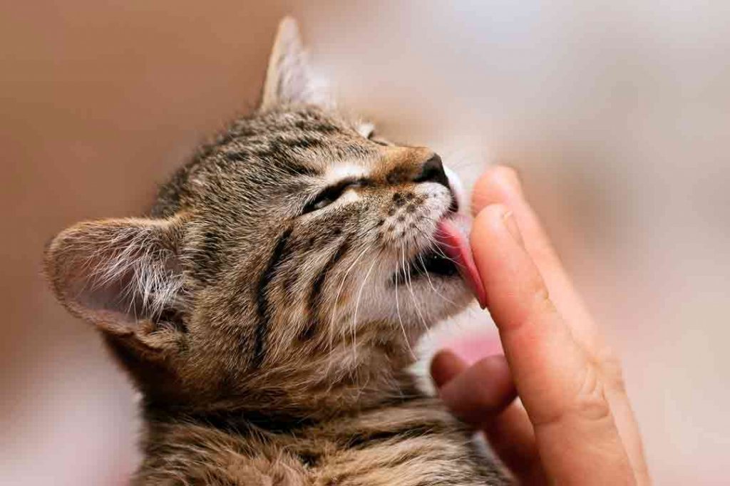 Die Katze leckt mich ab Das sind die Gründe • Aus Liebe zum Haustier