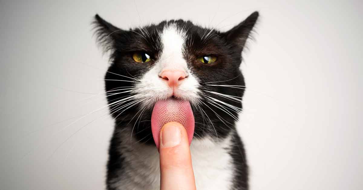 Die Katze leckt mich ab Das sind die Gründe • Aus Liebe zum Haustier