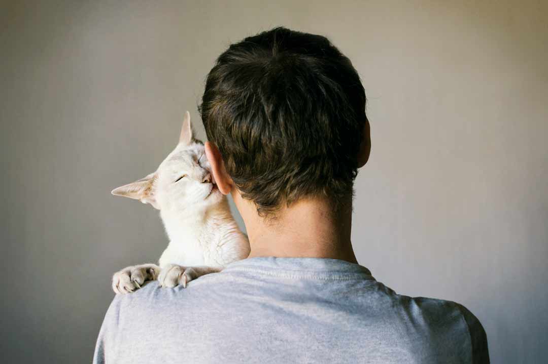 Eine Katze schmust mit ihrem Lieblingsmenschen
