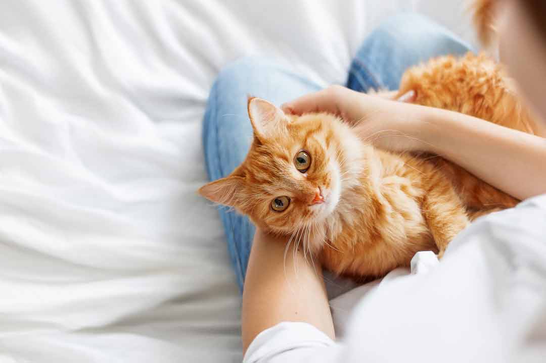 Wie suchen Katzen ihren Lieblingsmenschen aus?