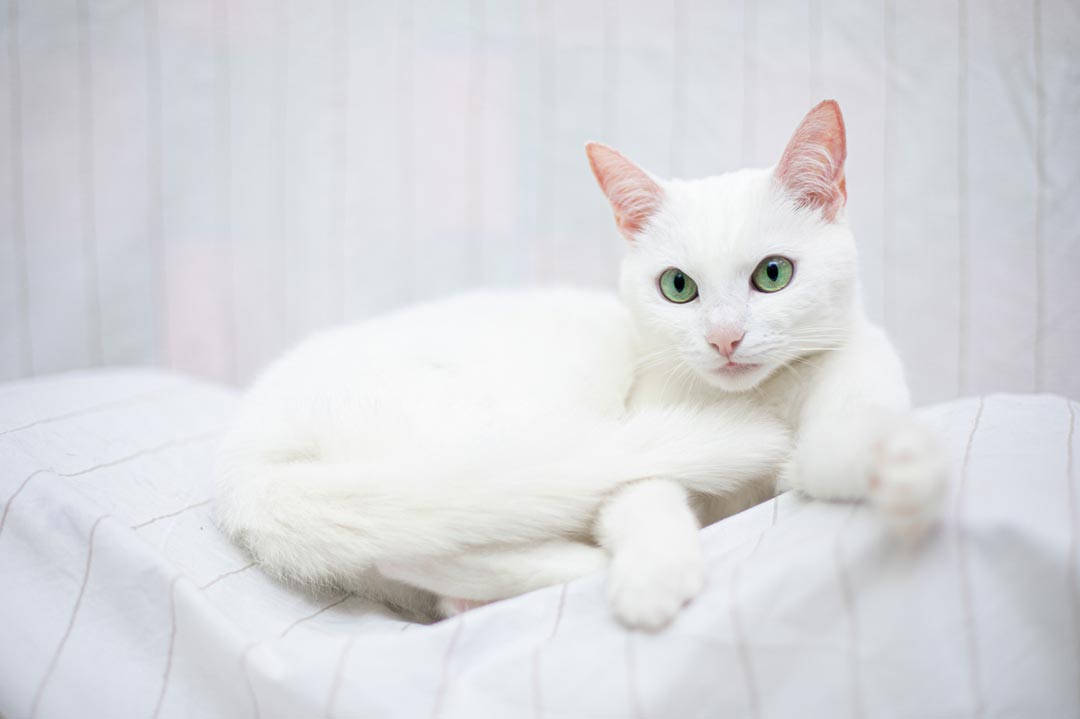 Eine weiße Katze liegt äußerst elegant in der Gegend herum