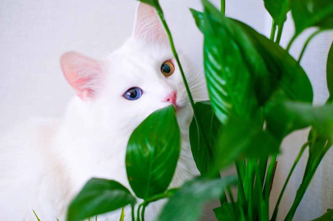 Giftige Pflanzen für Katzen: Einblatt