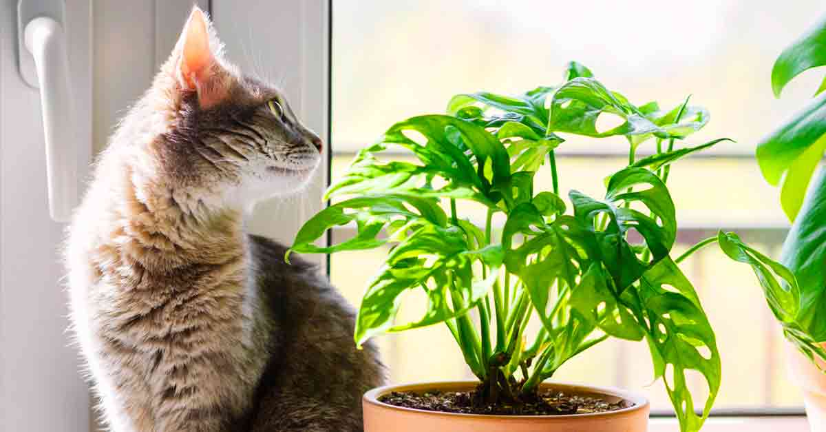 Giftige Pflanzen für Katzen Die solltest Du kennen! • Aus Liebe zum