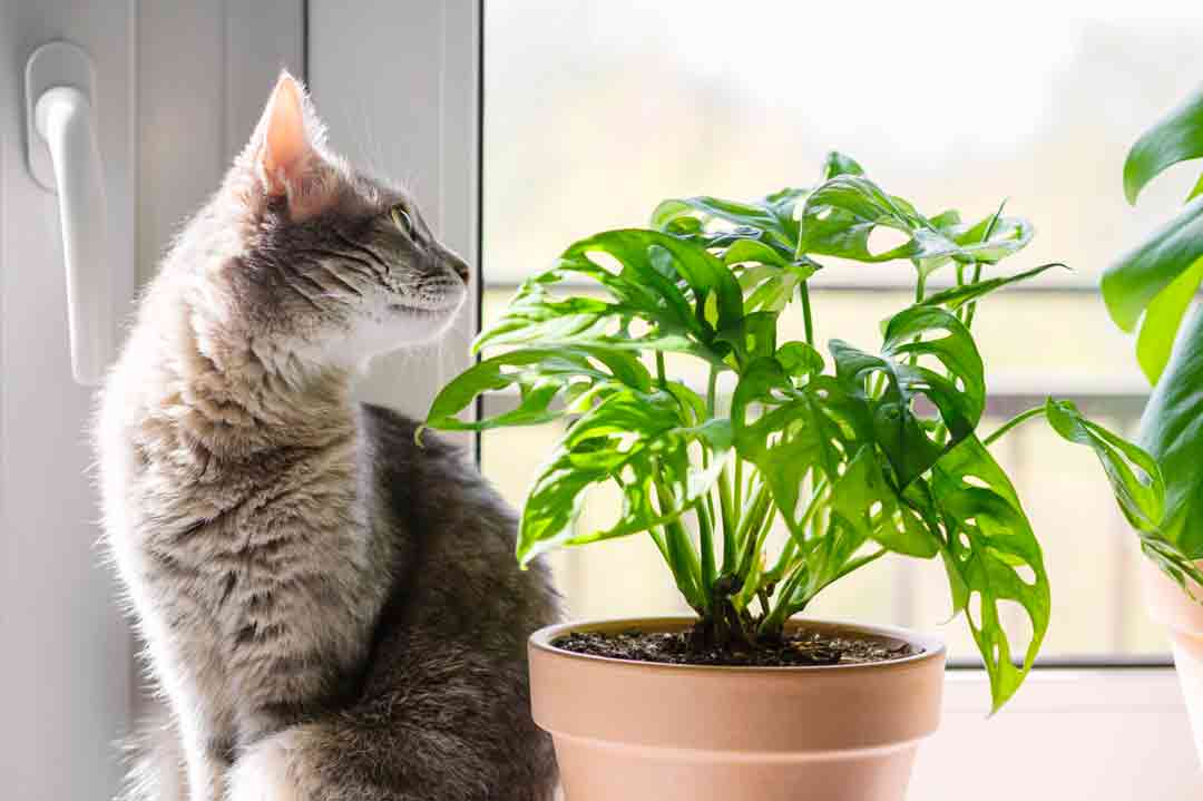 Giftige Pflanzen Katzen