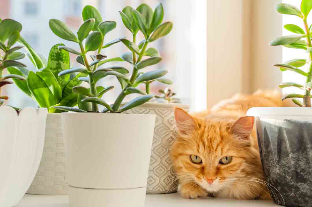 Katzen: giftige Pflanzen