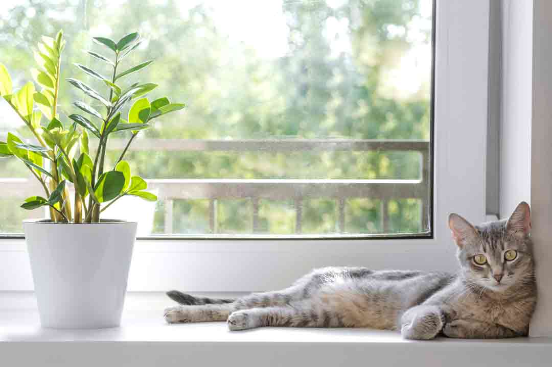 Katze mit giftiger Zamioculcas Zamiifolia