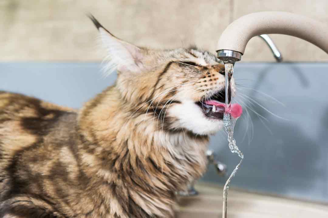 CNI bei der Katze: Eine Katze trinkt aus dem Wasserhahn