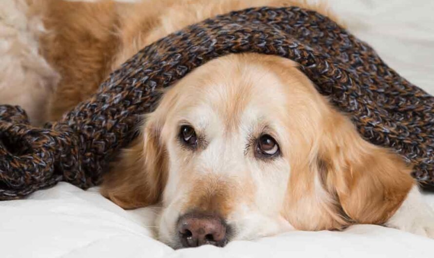Fieber beim Hund: Symptome, Behandlung, richtig messen
