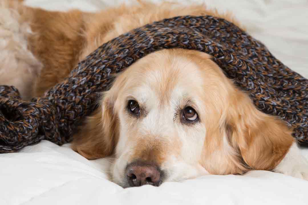 Fieber beim Hund: Ein Golden Retriever liegt unter einer Decke