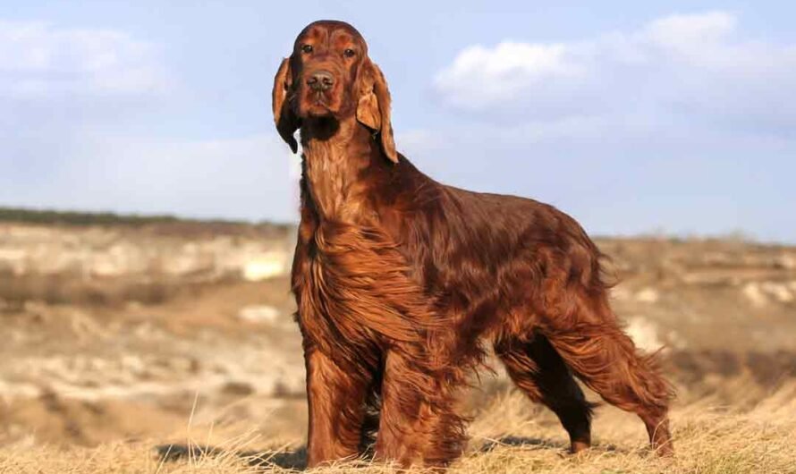 Irish Setter: Charakter, Haltung und Pflege
