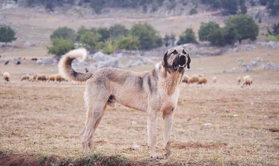 Kangal: Anatolischer Hirtenhund im Porträt