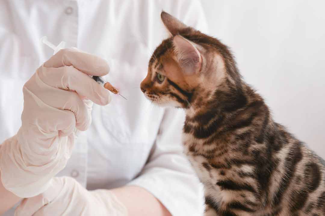 Katze impfen: Eine Katze schaut sich eine Spritze an