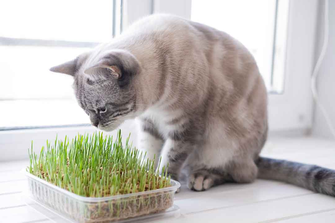 Katzengras: Eine Katze überwacht das Wachstum
