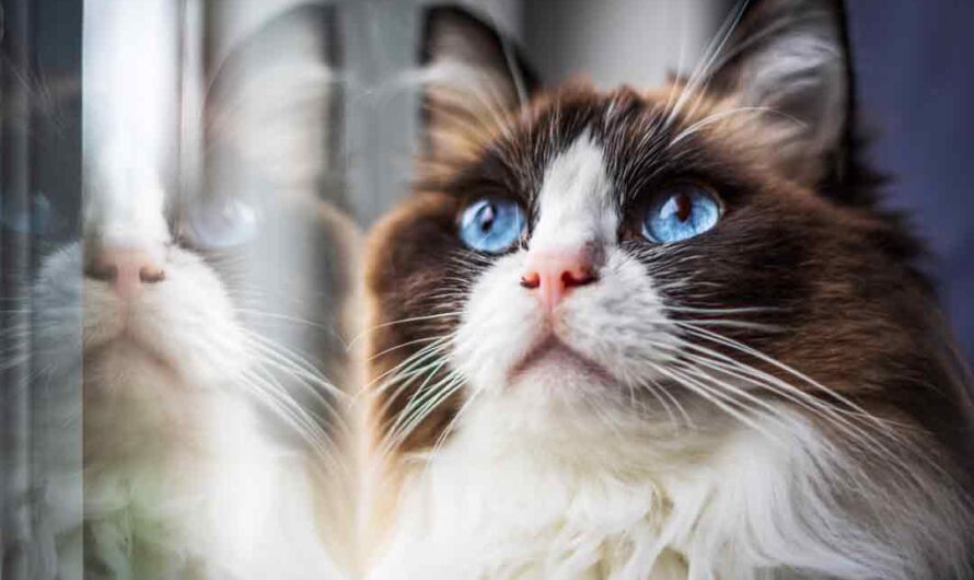 Katzenfotografie für Anfänger: So gelingt das perfekte Foto