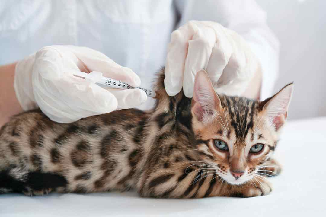 Katzenimpfungen: Eine Katze wird geimpft