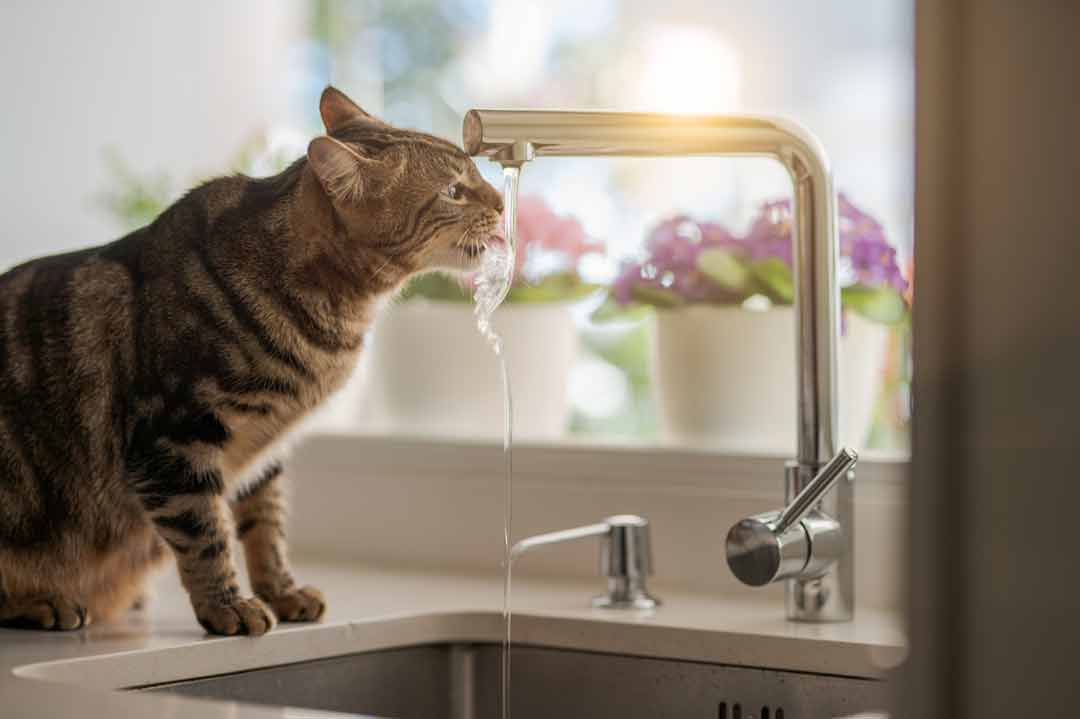 Niereninsuffizienz bei der Katze: Durst ist ein typisches Symptom