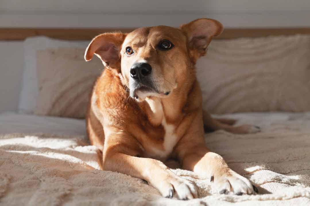 Zittern beim Hund: Ursachen und Hilfe