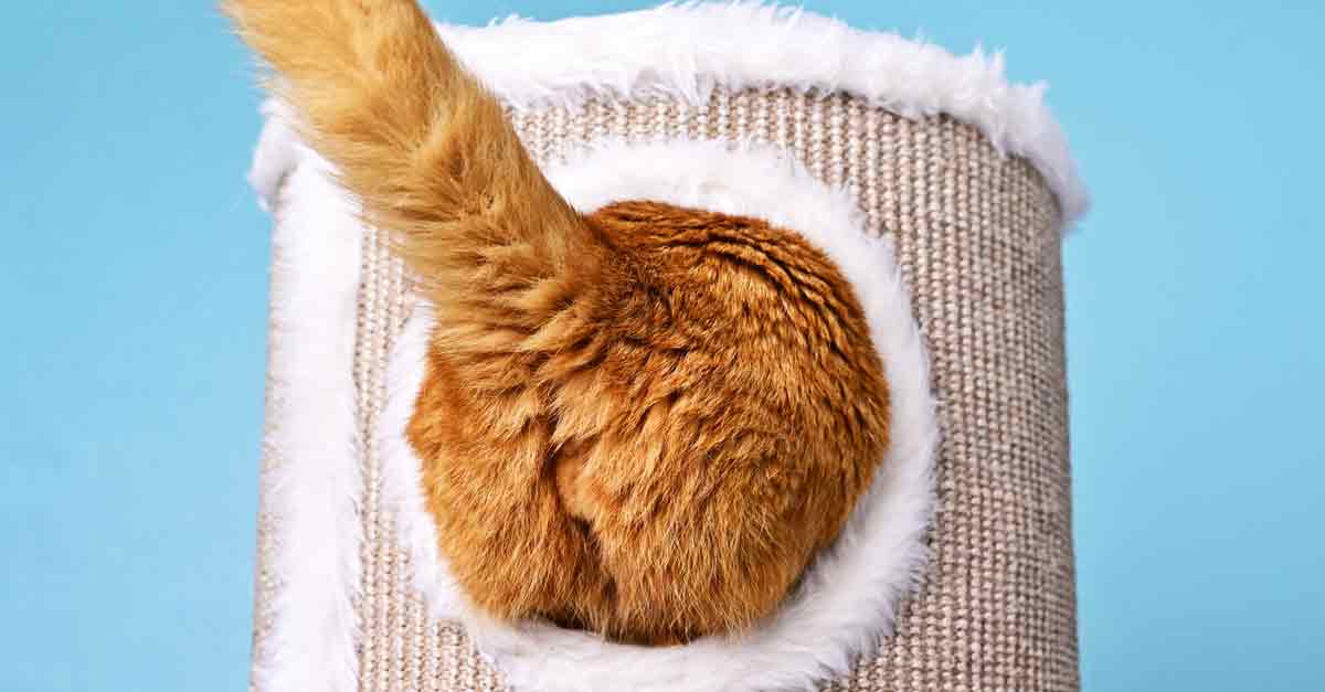 Analdrüsen der Katze: Entzündungen vorbeugen und behandeln • Aus Liebe