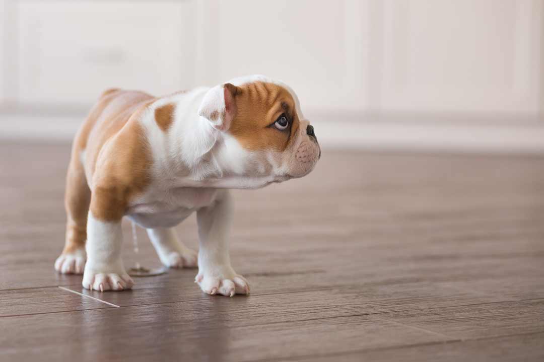 Eine kleine Englische Bulldogge übt das mit der Stubenreinheit noch