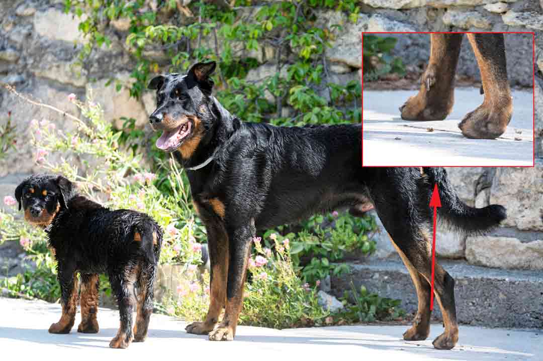 Beauceron mit Wolfskralle und ein kleiner Rottweilerwelpe